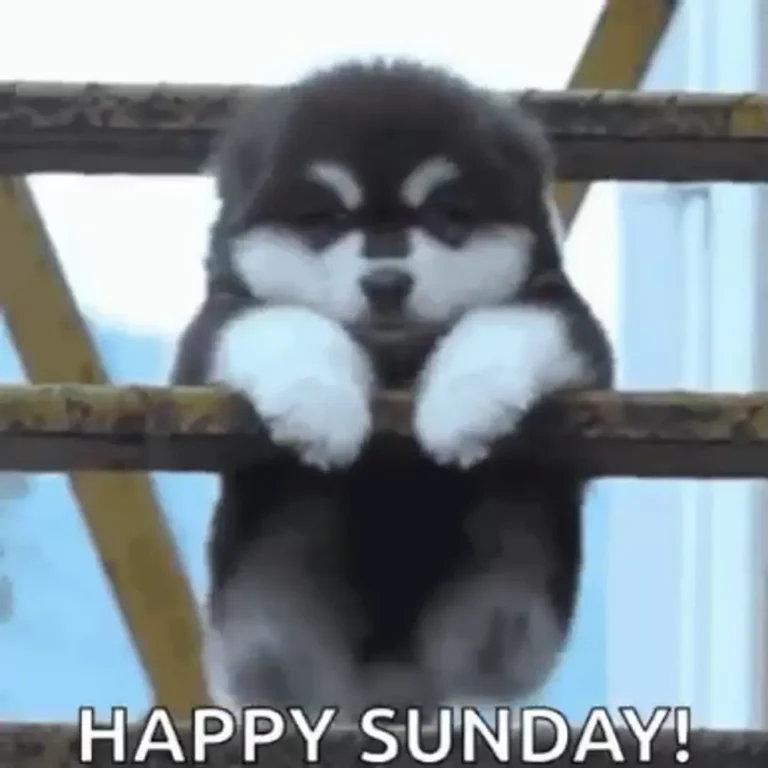 A little puppy cheer for your Sunday — video still