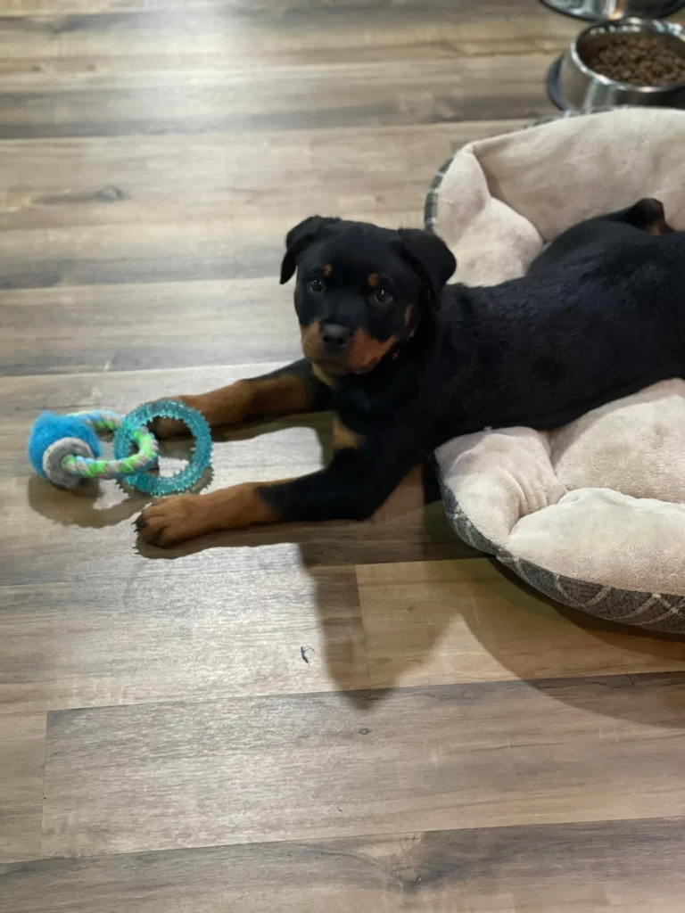 Jewel brings the puppy cuddles