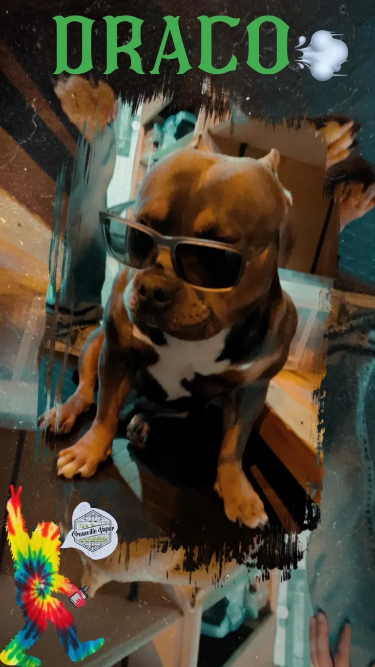 Our coolest new employee has paws